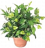 GREEN-s/造花 観葉植物 光触媒 グリーン ポトス 261A2537