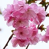 桜 苗木 紅豊 12cmポット苗 べにゆたか さくら 苗 サクラ