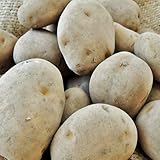 ジャガイモ・とよしろの種芋（2kg）