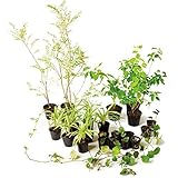 オンリーワン　目的で選ぶ　植栽セット　ブリーゼ　下草　コーラルベリー　やさしい景色　WP6-SET07