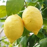 寒さに強いレモン 苗木 【トゲなし リスボンレモン】 1年生 接ぎ木 ポット苗