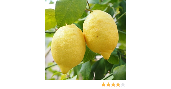 Amazon レモン 苗木 トゲなし リスボンレモン 3年生 接ぎ木 大苗 植木