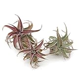 (株)赤塚植物園 ディッキア (Dyckia. Cherry Coke) F2