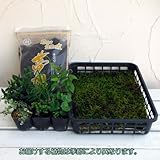 苔玉キット（6個分）：苗とコケと用土のセット