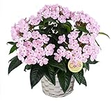 フラワーマーケット 敬老の日 ルクリア「ココ」 5号鉢 バスケット入り