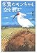 朱鷺のキンちゃん空を飛ぶ 朱鷺のキンちゃん空を飛ぶ