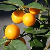 【金柑 苗木】キンカン（ニンポウ） 13.5cmポット苗