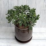 金のなる木6号陶器鉢植え（鉢直径20cm・受け皿付き）[大人気！縁起の良い花月・カゲツ] ノーブランド品