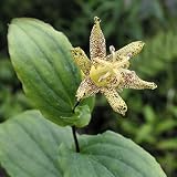 【山野草】タマガワホトトギス