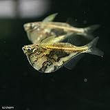 人気top10 淡水魚ランキング21 オススメの淡水魚の種類は 熱帯魚 マリンアクアリウム総合情報サイト