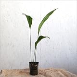 ハラン 3ポットセット