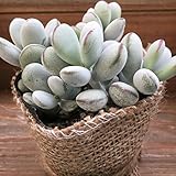 福だるま 多肉植物