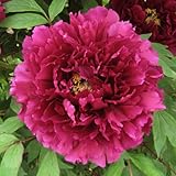 牡丹（ぼたん）：麟鳳（りんぽう）3年生苗6号ポット[紫系] ノーブランド品