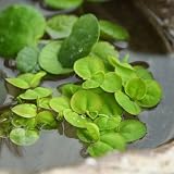 (ビオトープ/水辺植物) フィランサス フルイタンス(無農薬)(5株) 本州・四国限定[生体]