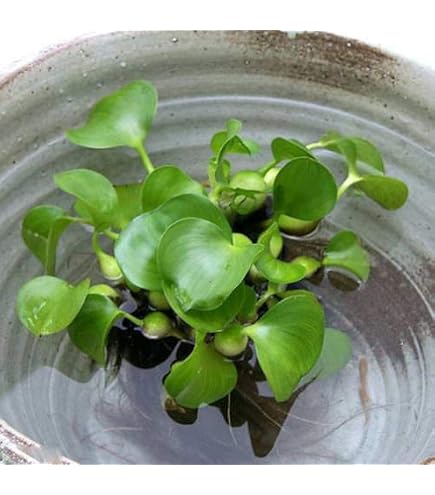 Amazon.co.jp: （ビオトープ／浮草）ホテイ草 国産（ホテイアオイ