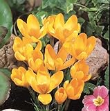 秋植え球根 クロッカス ゴールデンイエロー 15球パック