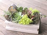 多肉植物 寄せ植え セット ( ハウス ) 横長 ウッド BOX ( L サイズ )