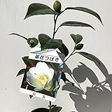 椿 苗木 白玉椿 13.5cmポット苗 しらたまつばきツバキ 苗 つばき