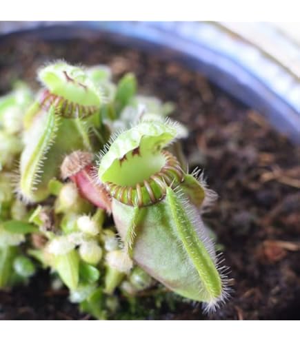 Amazon.co.jp: Cephalotus follicularis Eden Black Cedric