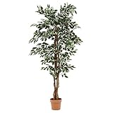 不二貿易 観葉植物 フィカス B 高さ170cm グリーン 52664