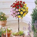 100 seeds rare rose tree seeds Chinese , color bonsai tree roses , plant