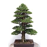 ホームガーデン用20枚スギSemillas盆栽種子レアツリー種子を