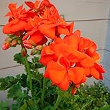 ゼラニウム[栄養系]：pacクオリティ　アンソニー11cmポット 2株セット