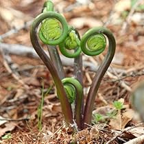 山菜　ゼンマイ よく似た山菜。わらび、ぜんまい、こごみの見分け方は?(季節