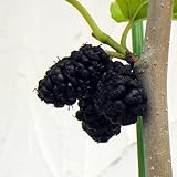 マルベリー（桑）：トルコフルーツ5号ポット[中粒で多収穫な食用クワ][果樹苗木] ノーブランド品