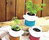 ブテイユウフ　全6種セット