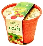 エコットＳ　ワイルドストロベリー