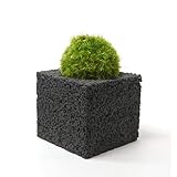 【eco-pochi】 苔ポチ×キューブミニ　黒　コケポチ こけぽち 観葉植物　苔玉