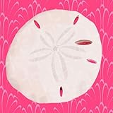 Oopsy daisy Sand Dollar on Punch Stretched Canvas Wall Art by Meghann O'Hara, 10 by 10-Inch by Oopsy