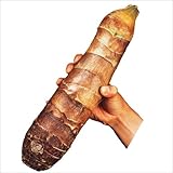 国華園　里いも種芋　タケノコイモ　1kg【※発送が国華園からの場合のみ正規品です】