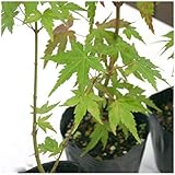 （山野草）盆栽 モミジ（椛）苗 品種おまかせ ２．５～３号（１ポット）（休眠株）