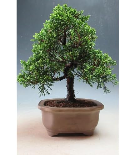 Amazon | カシワ （柏の木） | 植木