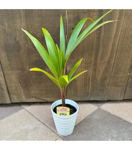 Amazon｜金運アップのトックリヤシ（徳利椰子・ボトルパーム） ポット