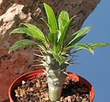 【多肉植物／種子】Pachypodium Lamerei var. Ramosum★パキポディウム ラモスム(ラモーサム) [並行輸入品]