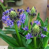 星のソナタ シラー 5号鉢植え 紫色（ブルー）の珍しい球根植物 花ギフトや誕生日プレゼントに贈る花鉢