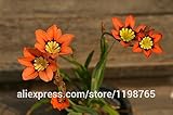 ガーデンHome.SemillasデFlores.Blueピンクホワイトオレンジローズのための100pcsローズトリコロール種子スパラクシス属の花の種