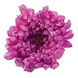 大地農園 プリザーブドフラワー 輪菊 小(9輪入り) DO004803-261