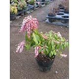 アセビ (赤) 5号ポット