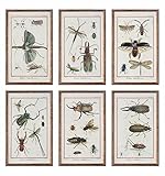 Multi Insect Prints S/6 [並行輸入品]