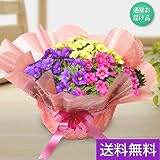 ギフト用花鉢 カリブラコア3色寄せ植え「カリブの虹・7号」 【全国送料無料】