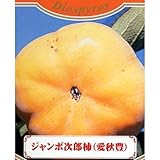 果樹苗 甘柿 ジャンボ次郎柿 1年生苗