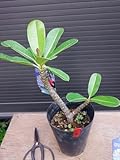 プルメリア苗木 オブツサ・シンガポールホワイト ５号枝物！花芽なし！ お任せ株！