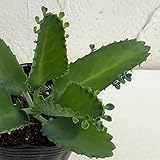 シコロベンケイ（コダカラベンケイソウ）3号 3株セット[子宝弁慶草・葉っぱの隅に子株ができる]