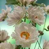 シュウメイギク（秋明菊）：牡丹咲き（ボタン咲き）3.5号ポット 2株セット ノーブランド品