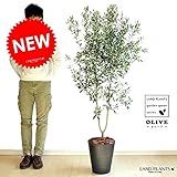 LAND PLANTS オリーブ 10号サイズ 黒セラーアート鉢