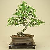 いよじ園 岩シデ/イワシデ （貴風盆栽）いよじ園